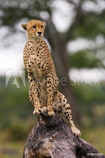 Picture of Cheetah on the tree